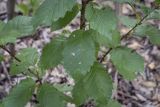 Betula megrelica