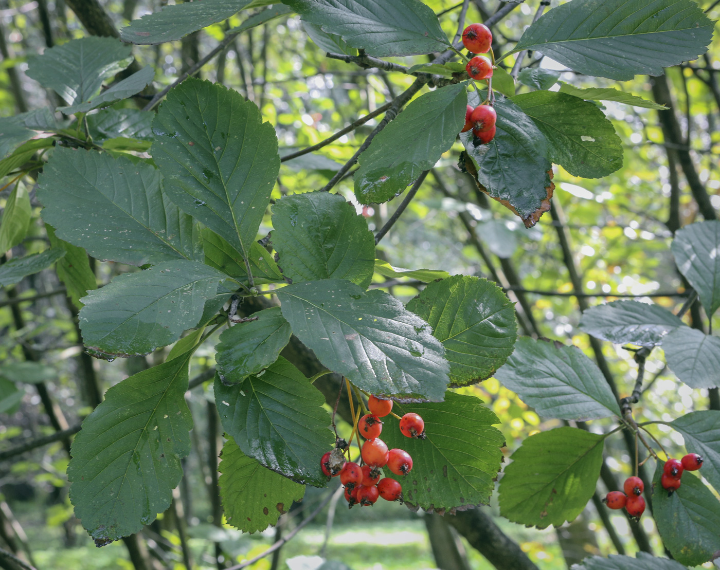 Image of Sorbus colchica specimen.