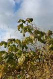Rubus idaeus. Верхушки побегов с листвой, принимающей осеннюю окраску. Мурманская обл., Кандалакшский р-н, с. Ковда, обочина дороги. 26.09.2021.