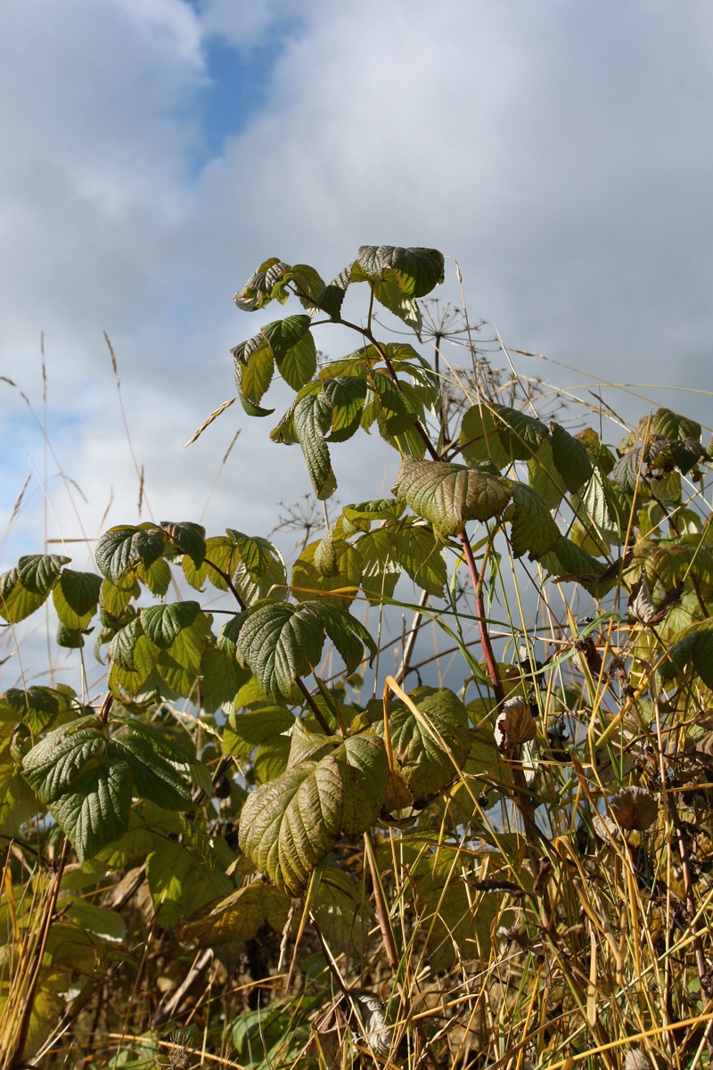Изображение особи Rubus idaeus.