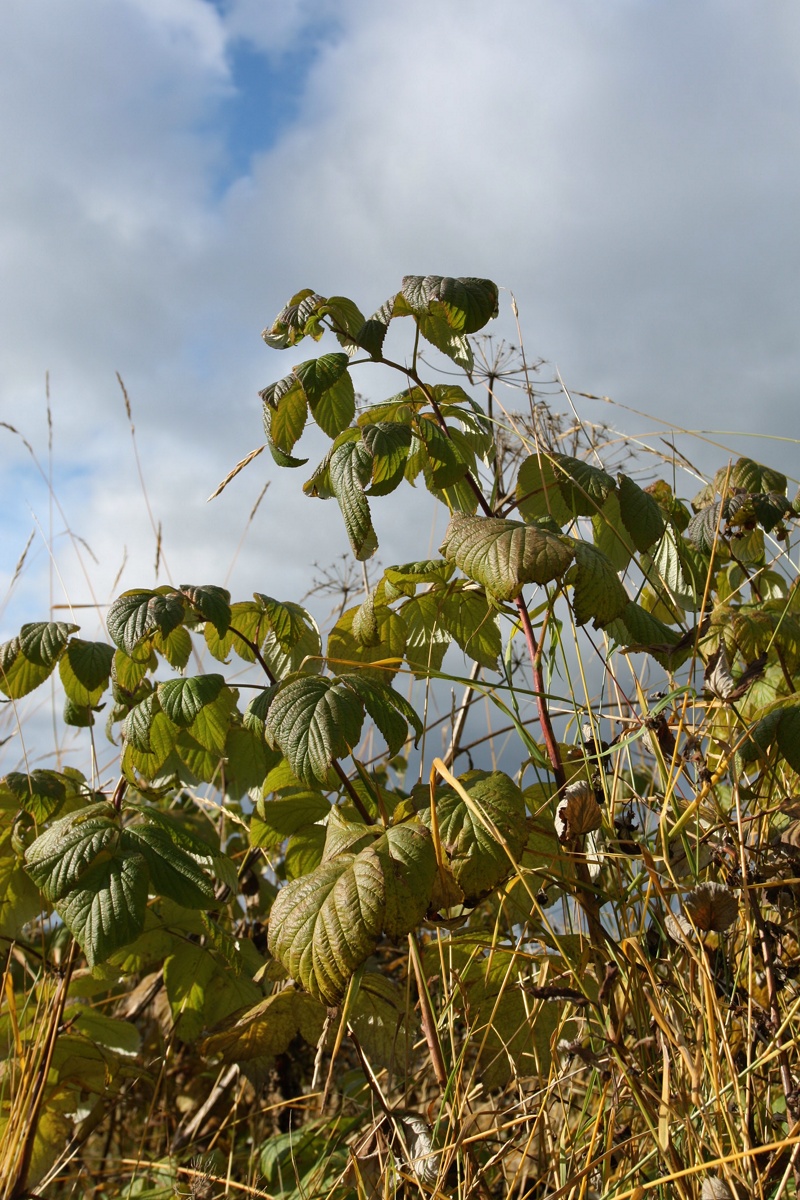 Image of Rubus idaeus specimen.