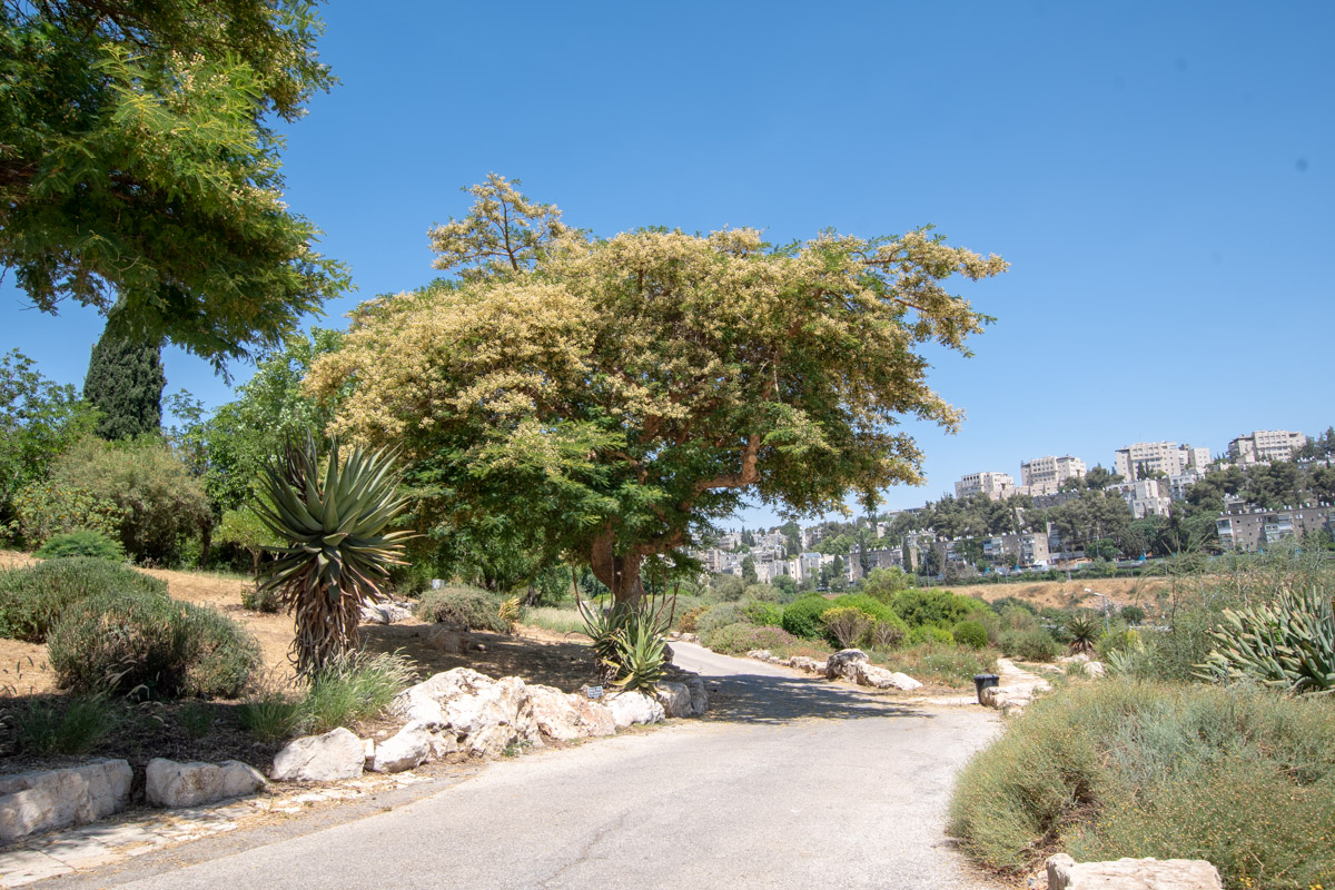 Изображение особи Vachellia sieberiana.