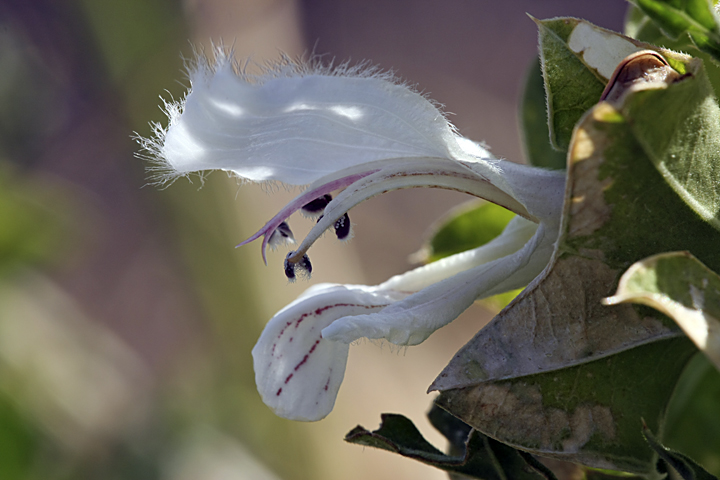 Image of Lagochilus platycalyx specimen.