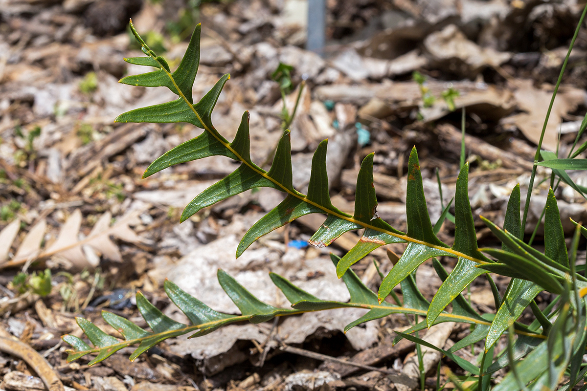 Изображение особи Banksia blechnifolia.