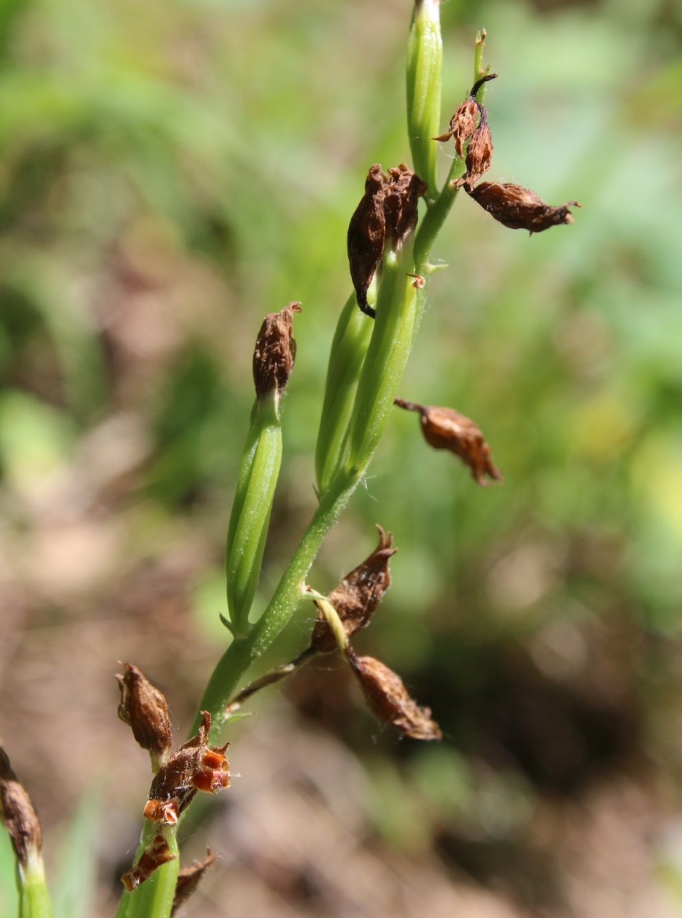 Image of Cephalanthera longifolia specimen.