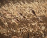 Phragmites australis. Верхушки сухих прошлогодних генеративных побегов. Приморский край, окр. г. Находка, заросли на морской террасе. 03.01.2022.