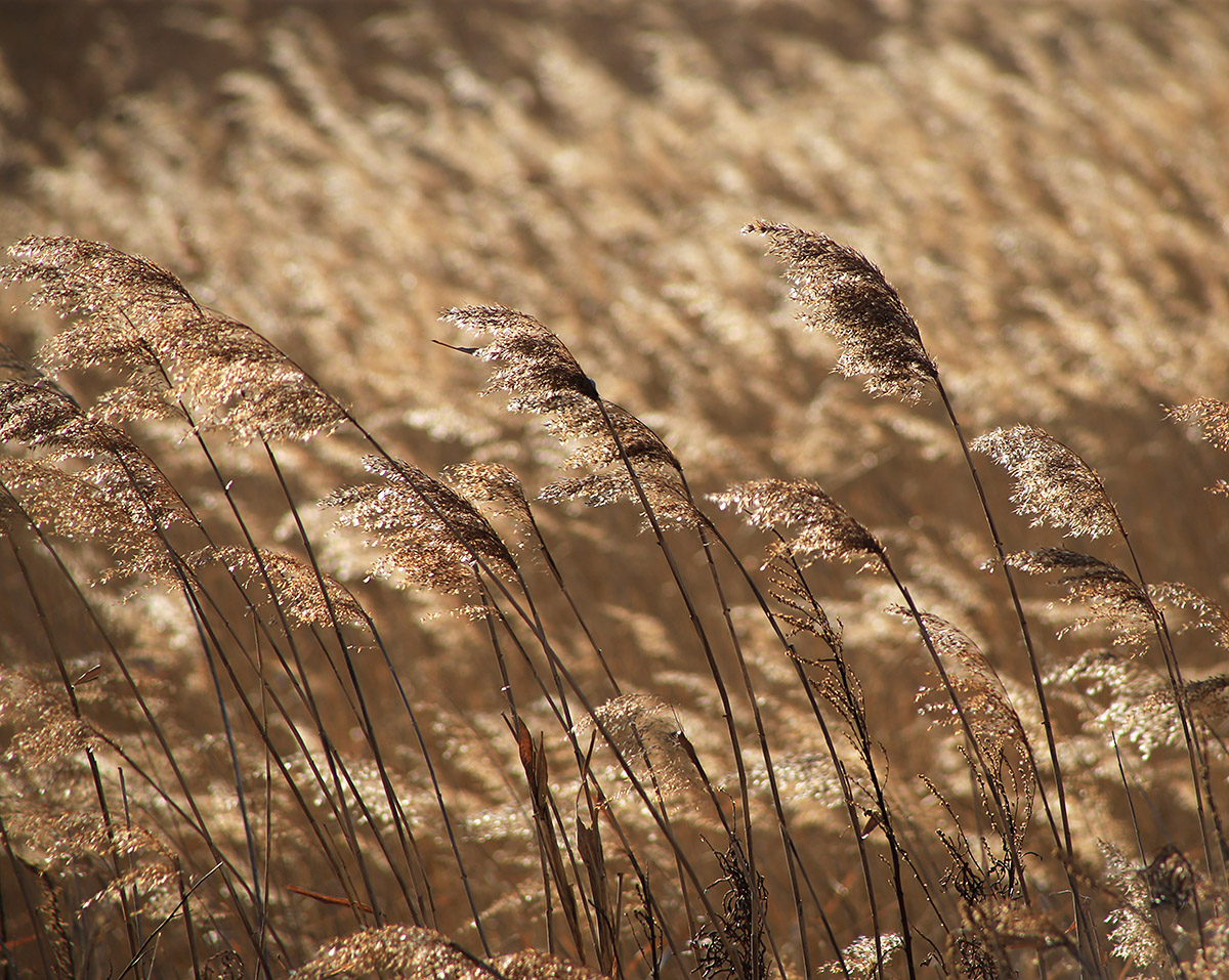 Изображение особи Phragmites australis.