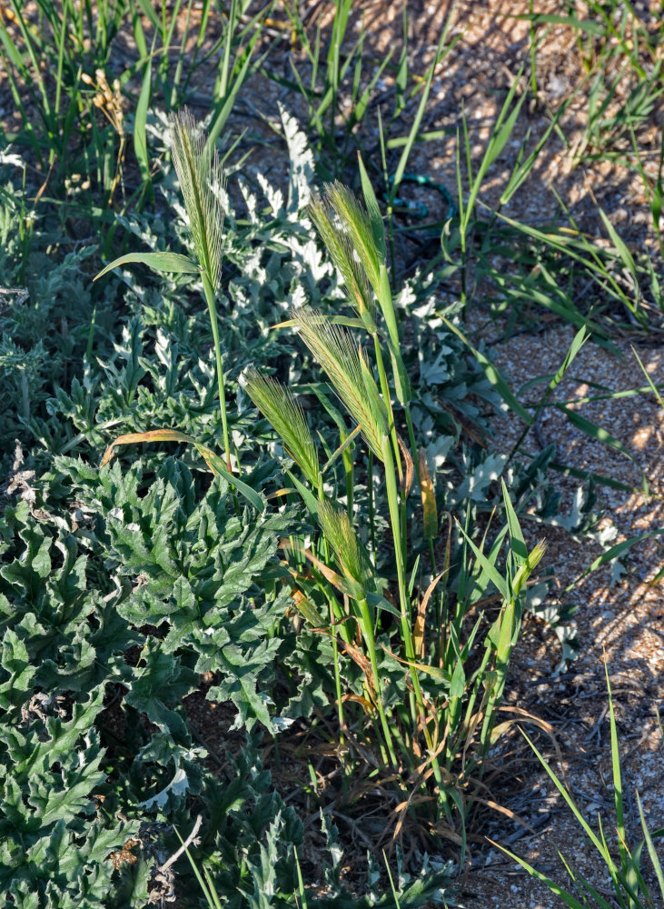 Изображение особи Hordeum leporinum.