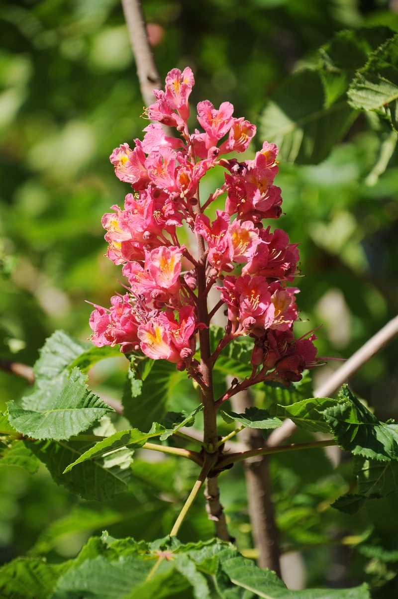 Image of Aesculus &times; carnea specimen.