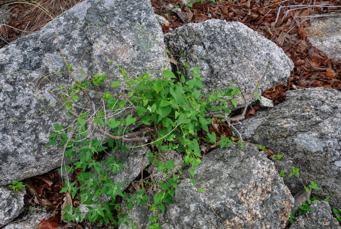 Image of Fallopia dumetorum specimen.