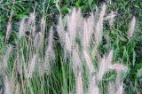 Pennisetum villosum