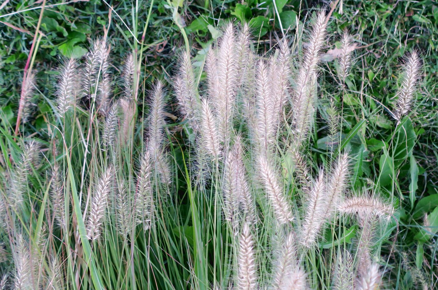 Image of Pennisetum alopecuroides specimen.