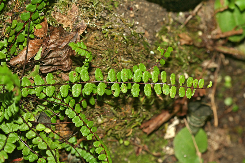 Изображение особи Asplenium trichomanes.