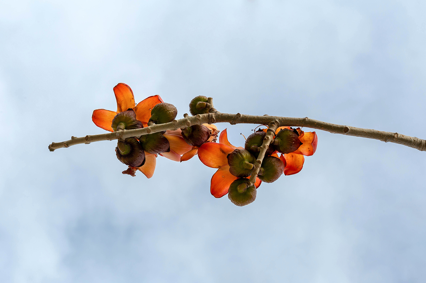 Изображение особи Bombax ceiba.