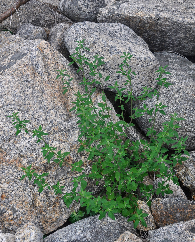 Изображение особи Chenopodium album.