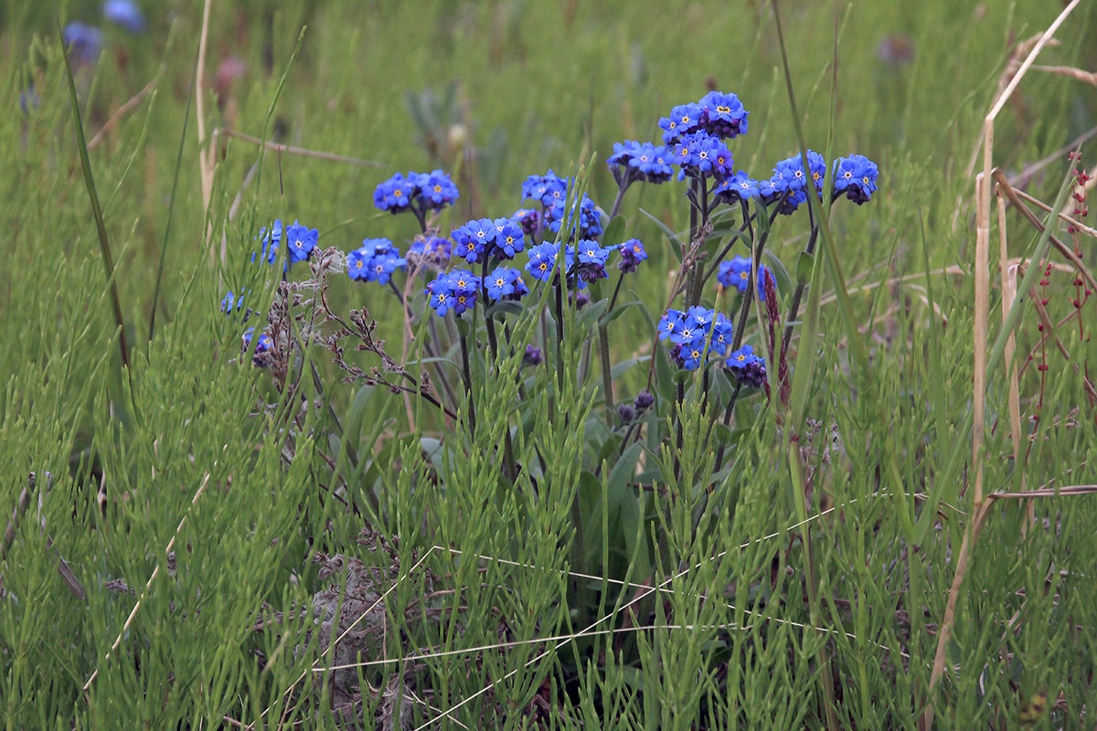 Изображение особи род Myosotis.