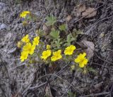 Potentilla humifusa