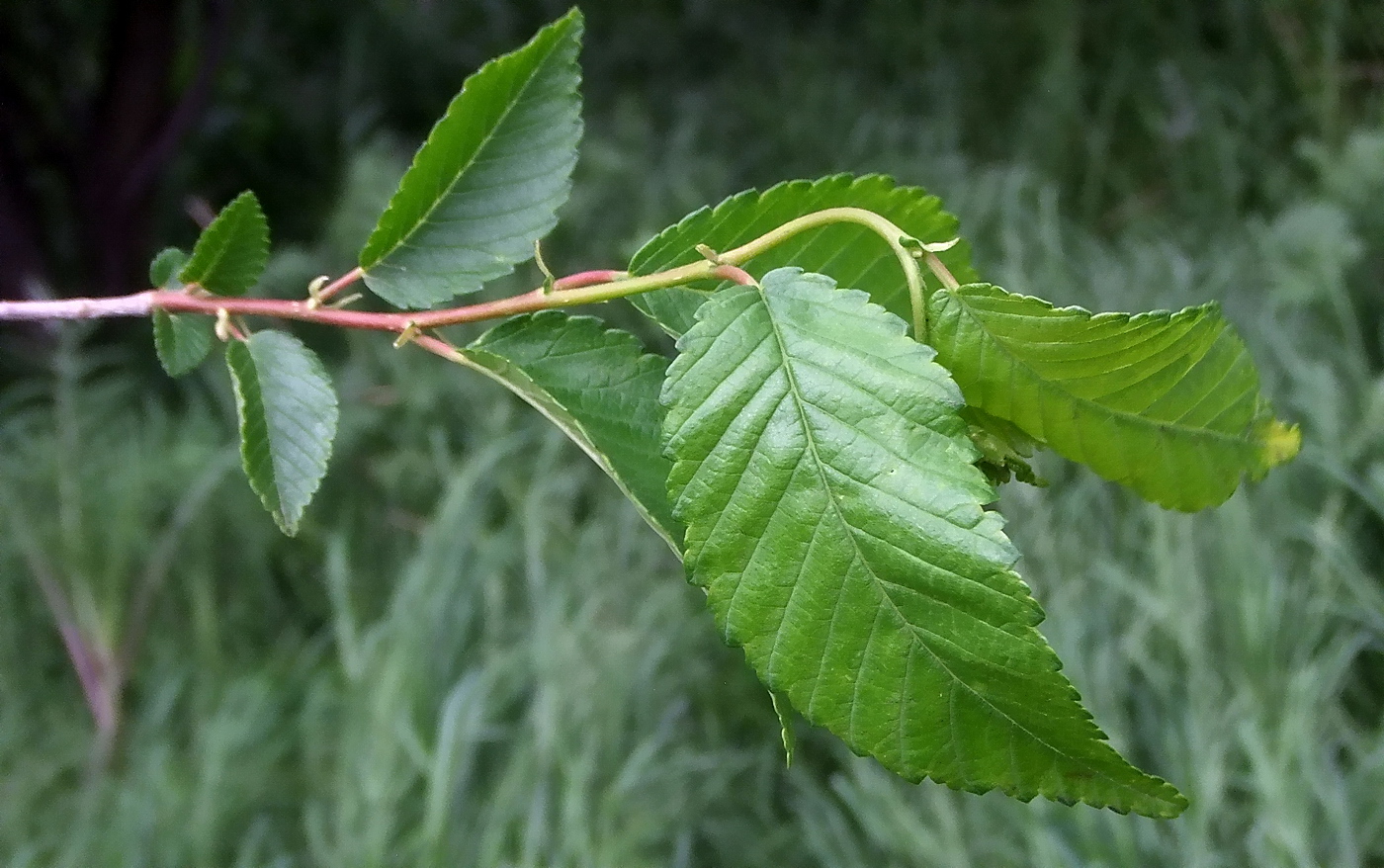 Изображение особи Ulmus minor.