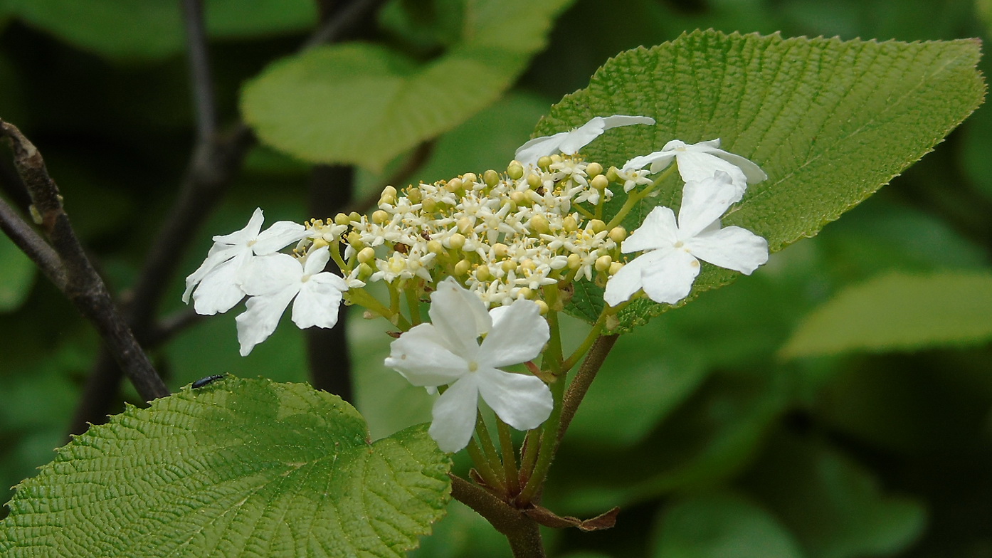 Image of Viburnum furcatum specimen.