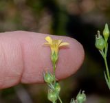 Linum corymbulosum