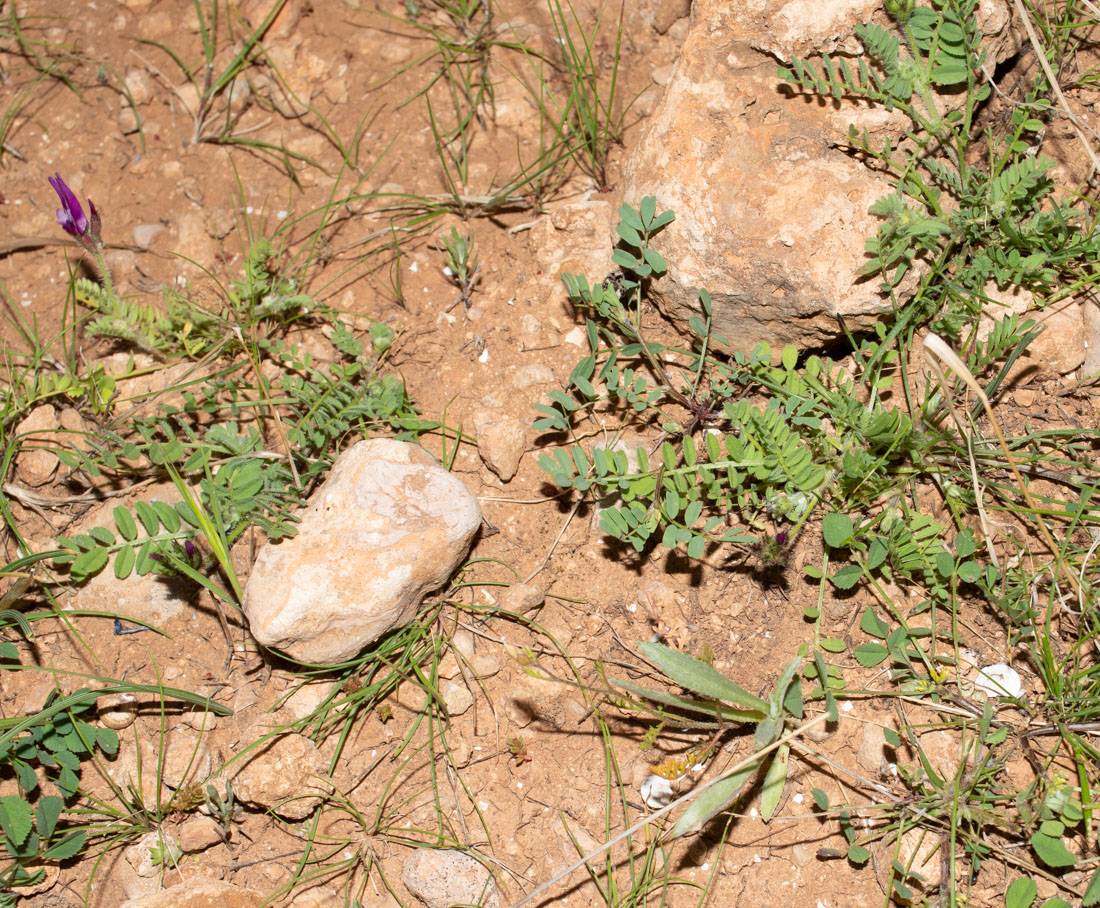 Изображение особи Astragalus callichrous.