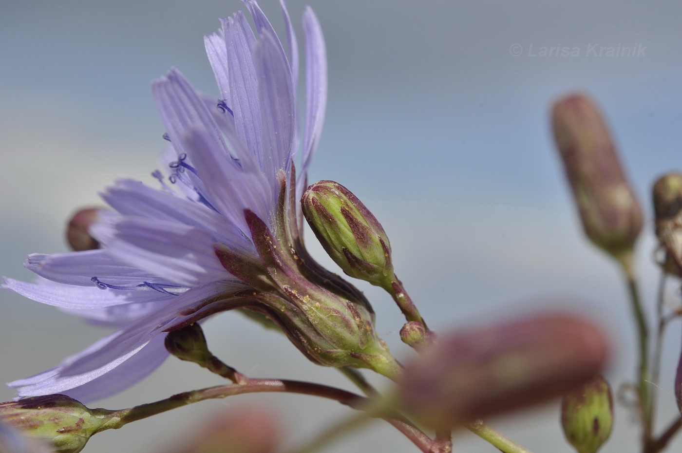 Изображение особи Lactuca sibirica.