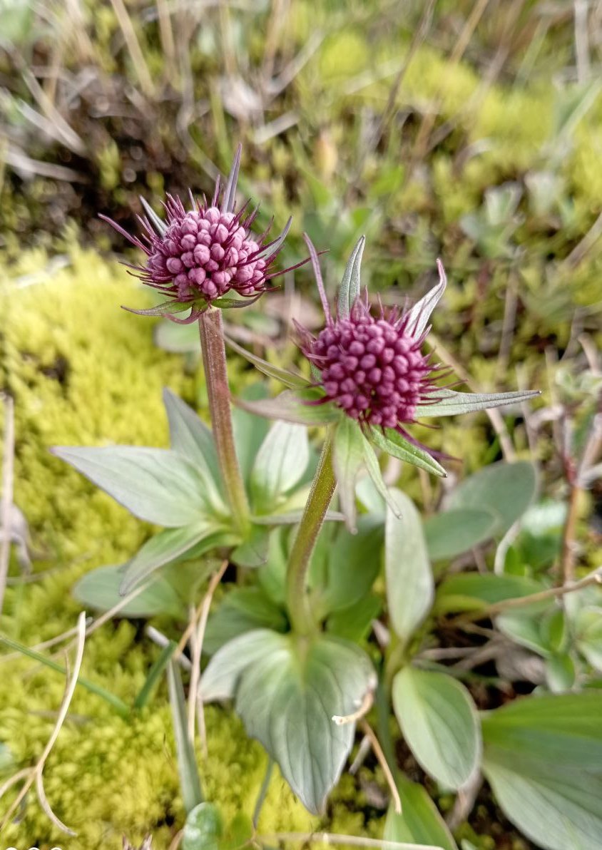 Image of Valeriana capitata specimen.