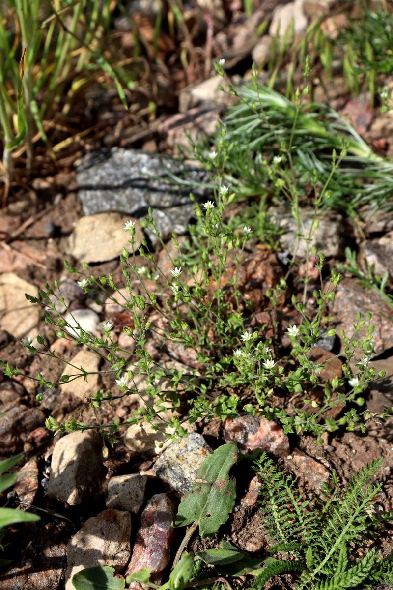 Image of Arenaria serpyllifolia specimen.