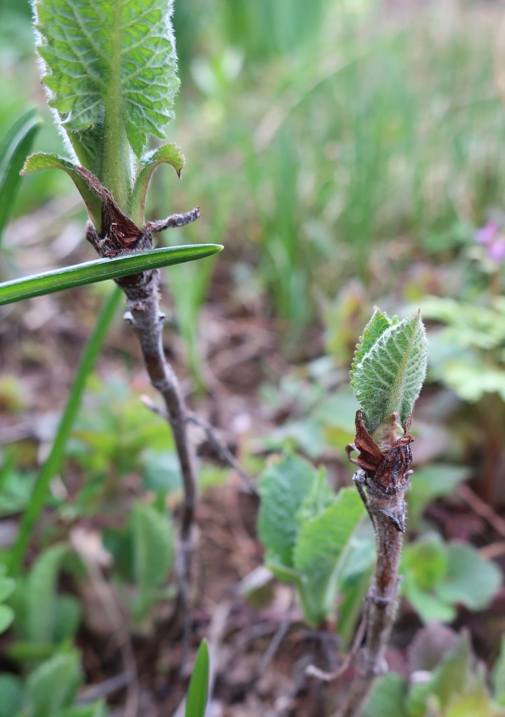 Image of Salvia glutinosa specimen.