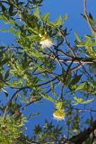 familia Bombacaceae. Часть ветви с цветками. Австралия, штат Западная Австралия, Кимберли, заповедник \"Parry Lagoons\". 14.12.2010.