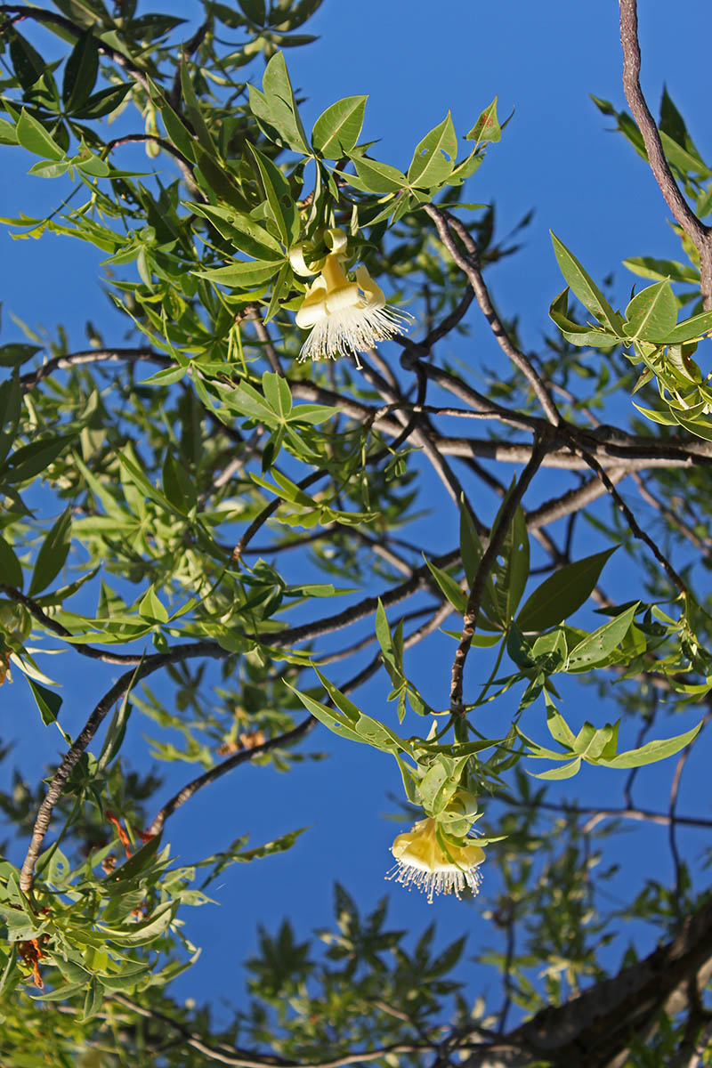 Изображение особи семейство Bombacaceae.
