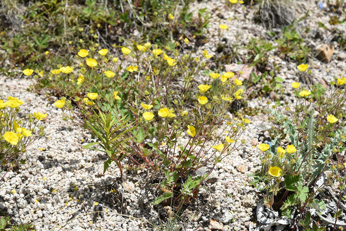 Изображение особи Potentilla evestita.