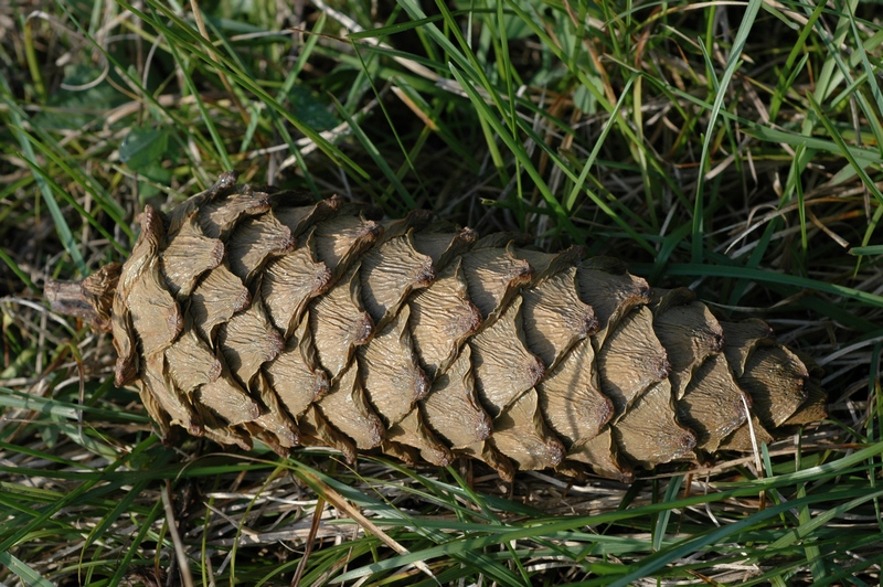 Image of Pinus flexilis specimen.