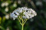 Valeriana alliariifolia. Соцветие. Армения, обл. Гегаркуник, берег оз. Севан, окр. с. Норашен, ≈ 1900 м н.у.м., каменистый участок лугового склона. 21.06.2022.