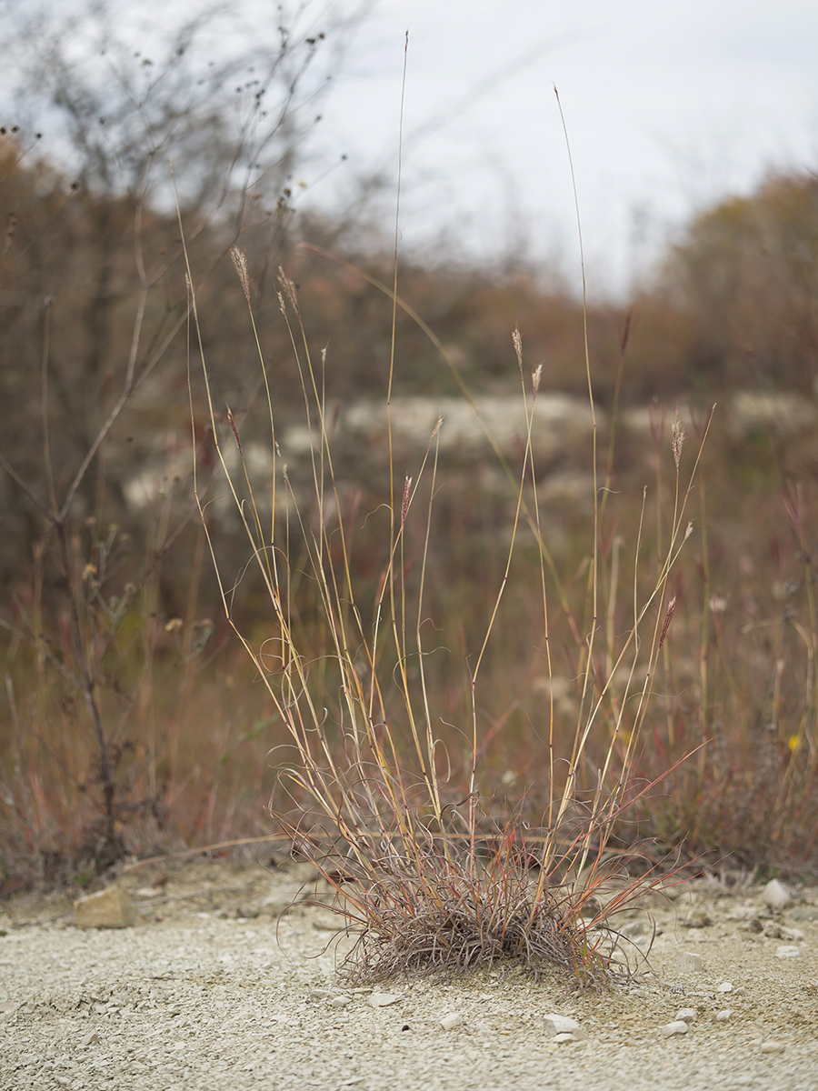 Image of Bothriochloa ischaemum specimen.