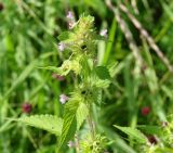 Galeopsis bifida. Верхушка цветущего и плодоносящего растения. Иркутск, р. Ангара, о. Конный, разнотравный луг. 30.07.2022.