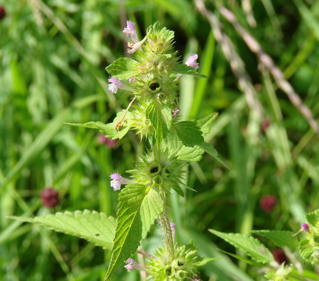 Image of Galeopsis bifida specimen.