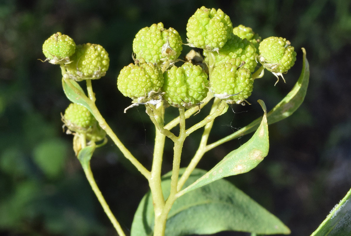 Image of Haplophyllum latifolium specimen.