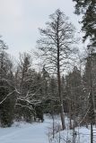 Alnus glutinosa. Взрослое дерево на берегу пруда. Санкт-Петербург, Старый Петергоф, парк \"Сергиевка\". Январь 2008 г.