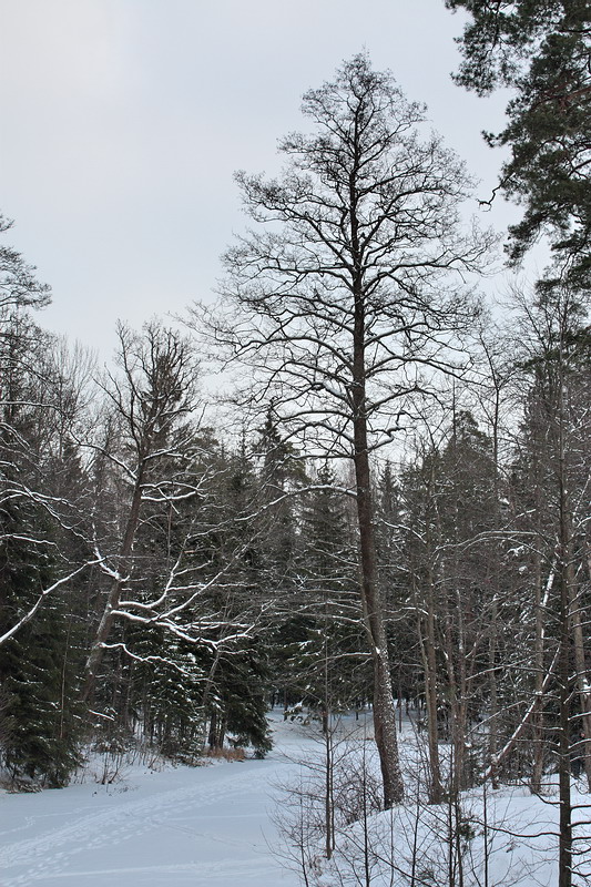 Image of Alnus glutinosa specimen.
