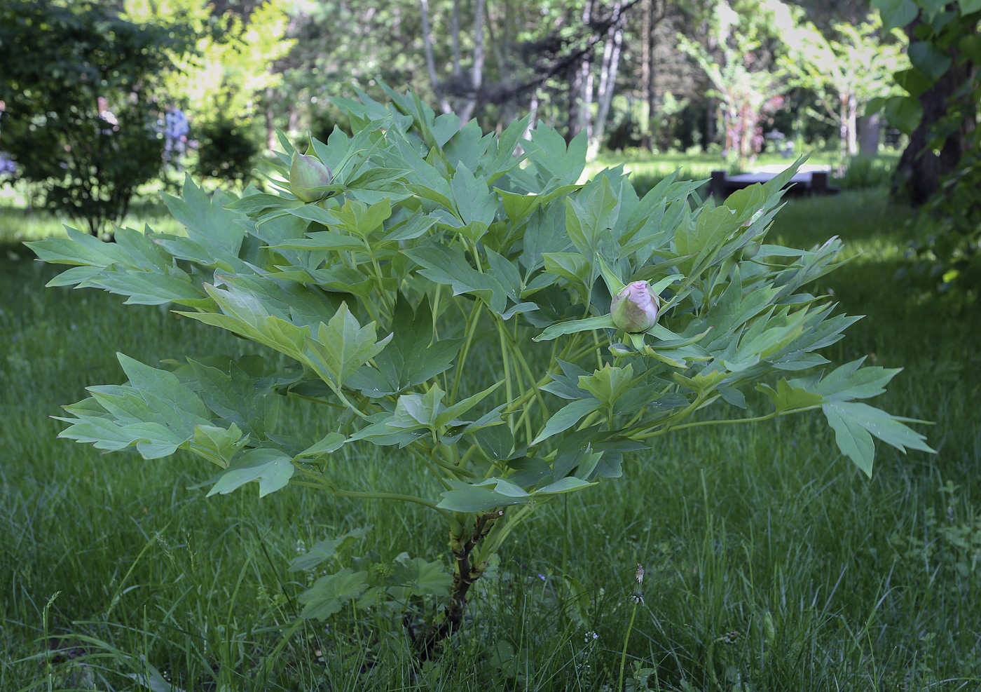 Изображение особи Paeonia suffruticosa.