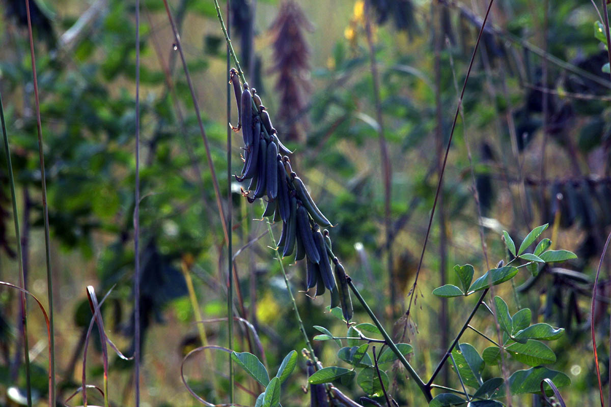 Изображение особи Crotalaria pallida.