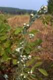 Artemisia sericea