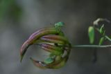 Astragalus glycyphyllos. Соплодие с личинками клопов. Республика Адыгея, Майкопский р-н, окр. устья ручья Толмач, обочина лесовозной дороги. 29 июля 2022 г.