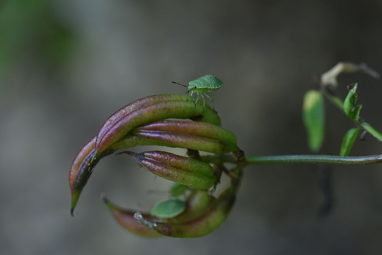 Изображение особи Astragalus glycyphyllos.