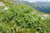 Heracleum freynianum