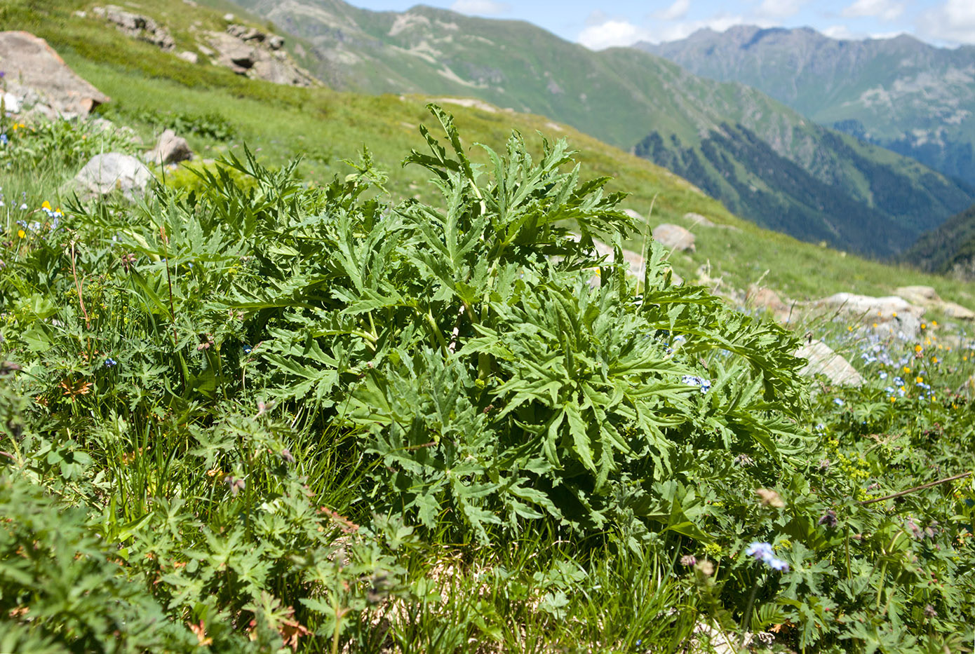 Image of Heracleum freynianum specimen.