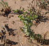 Euphorbia paralias