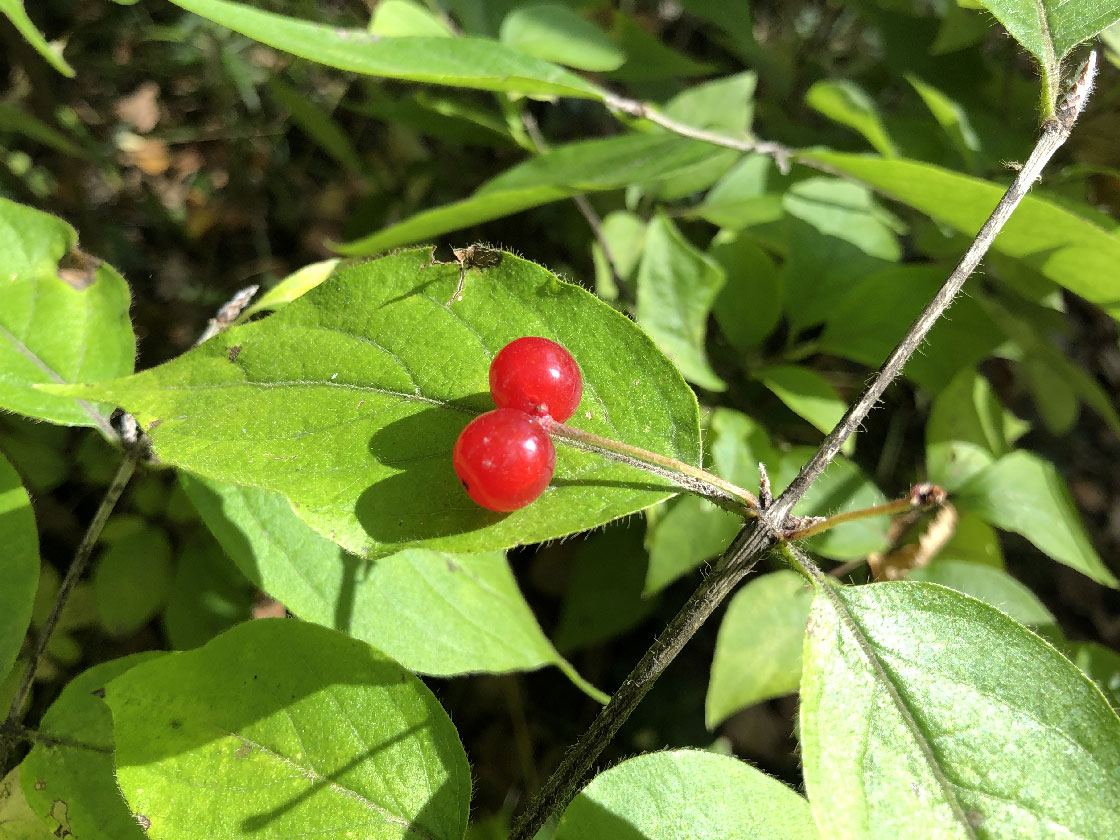 Image of Lonicera chrysantha specimen.