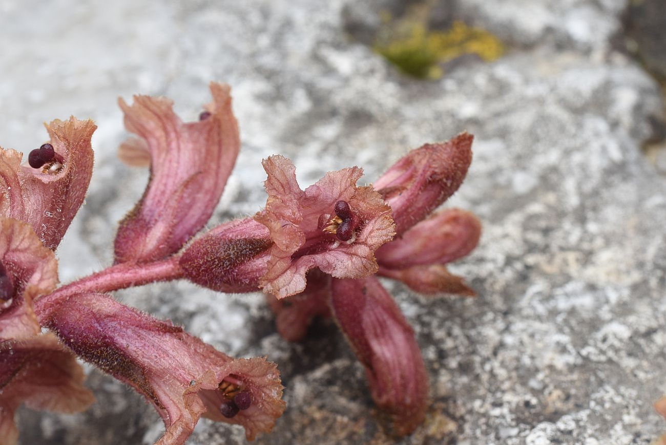 Image of Orobanche campanulae specimen.